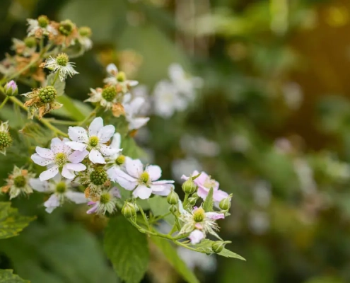 Finden Sie inspirierende Vorgartengestaltung Ideen und planen Sie Ihren Traumgarten online mit unserem Gartenplaner.